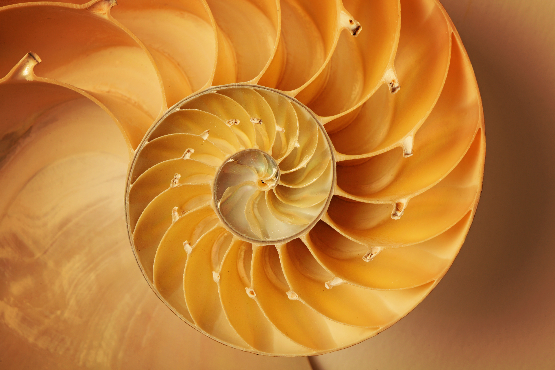 Nautilus Shell